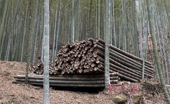 雲縣府先行啟動石壁竹林碳匯　發展竹林固碳增匯因應淨零排放