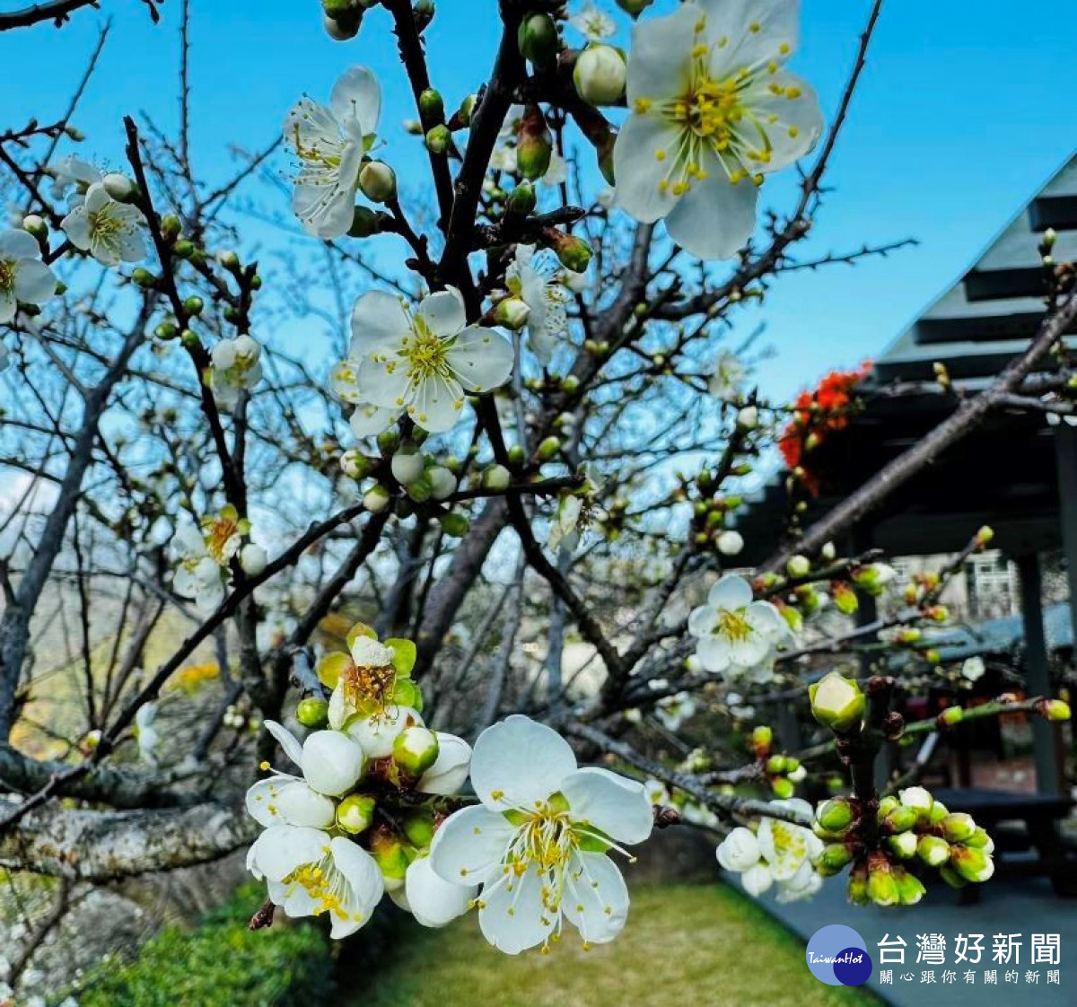 因為天候因素，信義鄉梅花在元旦過後的盛開期之後，再出現第二波盛開期。（圖/信義鄉農會梅子夢工廠）