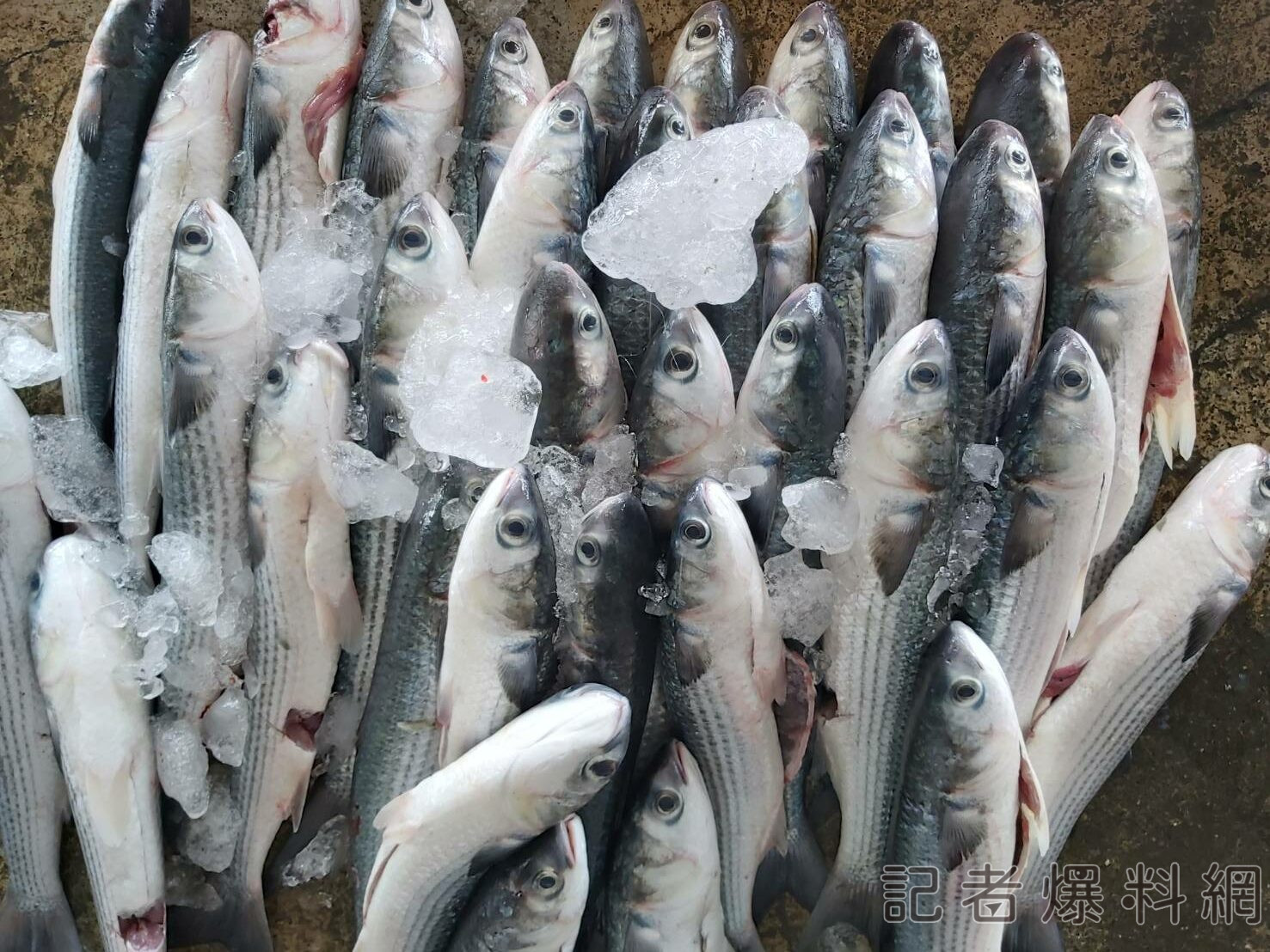 「烏金」入港!去年烏魚汛期 中市漁獲量全國第一
