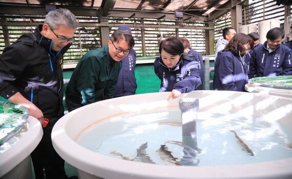 台中保育國寶魚櫻花鉤吻鮭有成    盧秀燕：深受感動持續努力