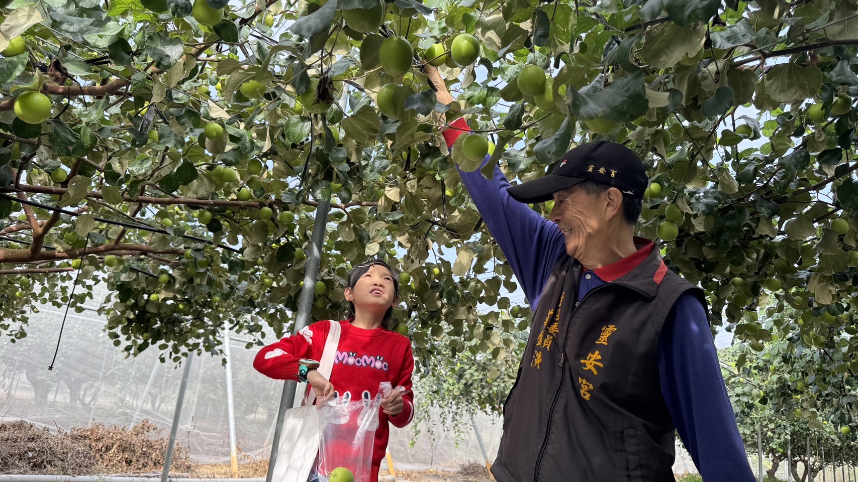 ▲八卦山上的特色小學文德國小結業式的這一天,結合芬園鄉農會食農教育體驗的活動,帶領全校師生一起到在地的60度幸福農場來採雪蜜棗。(記者張溎壕攝)