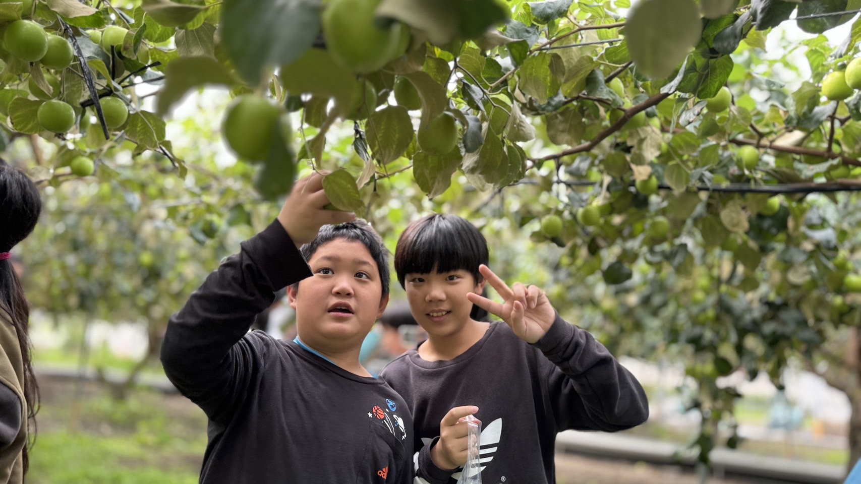 ▲八卦山上的特色小學文德國小結業式的這一天，結合芬園鄉農會食農教育體驗的活動，帶領全校師生一起到在地的60度幸福農場來採雪蜜棗。（記者張溎壕攝）