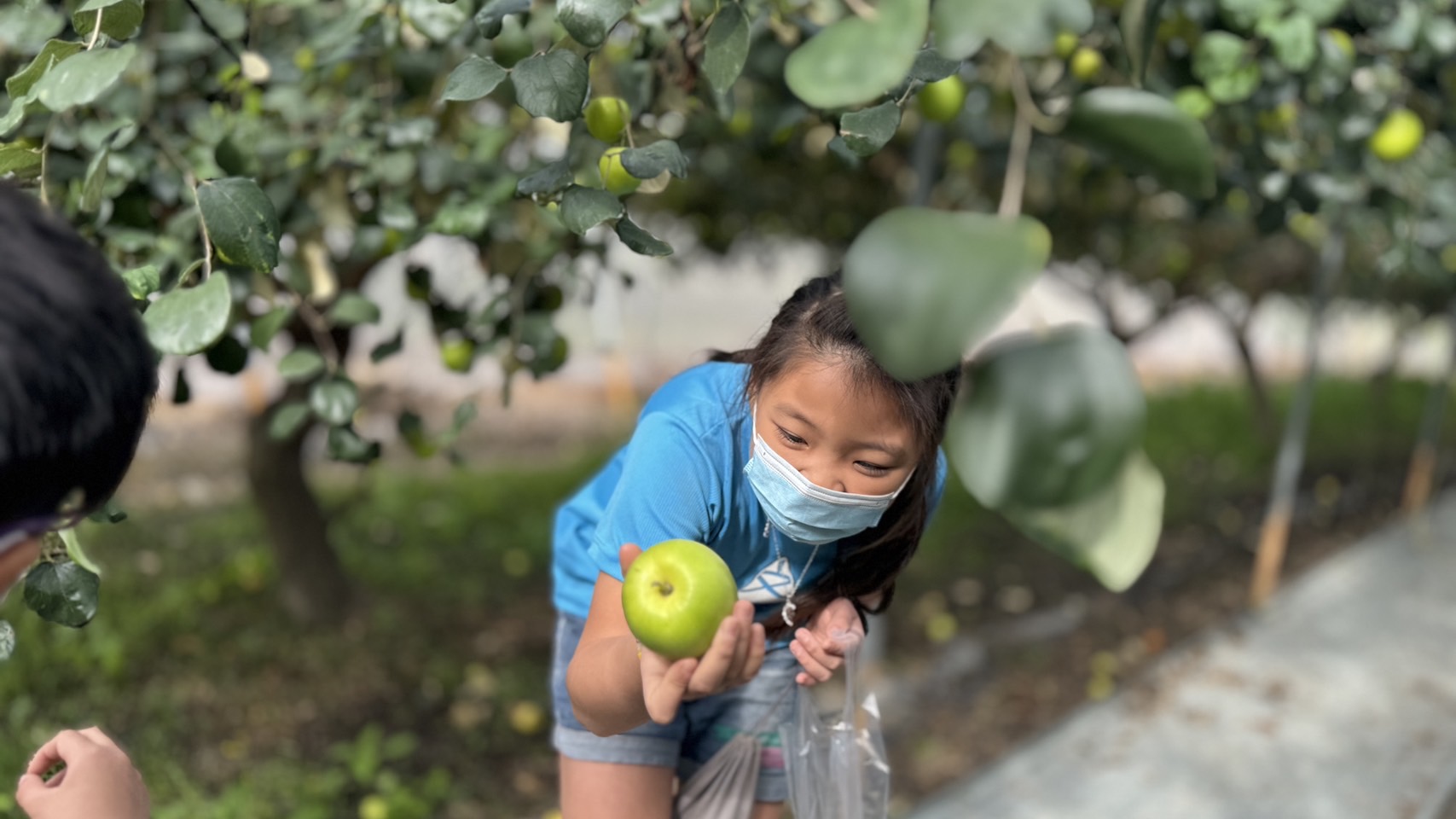 ▲八卦山上的特色小學文德國小結業式的這一天，結合芬園鄉農會食農教育體驗的活動，帶領全校師生一起到在地的60度幸福農場來採雪蜜棗。（記者張溎壕攝）