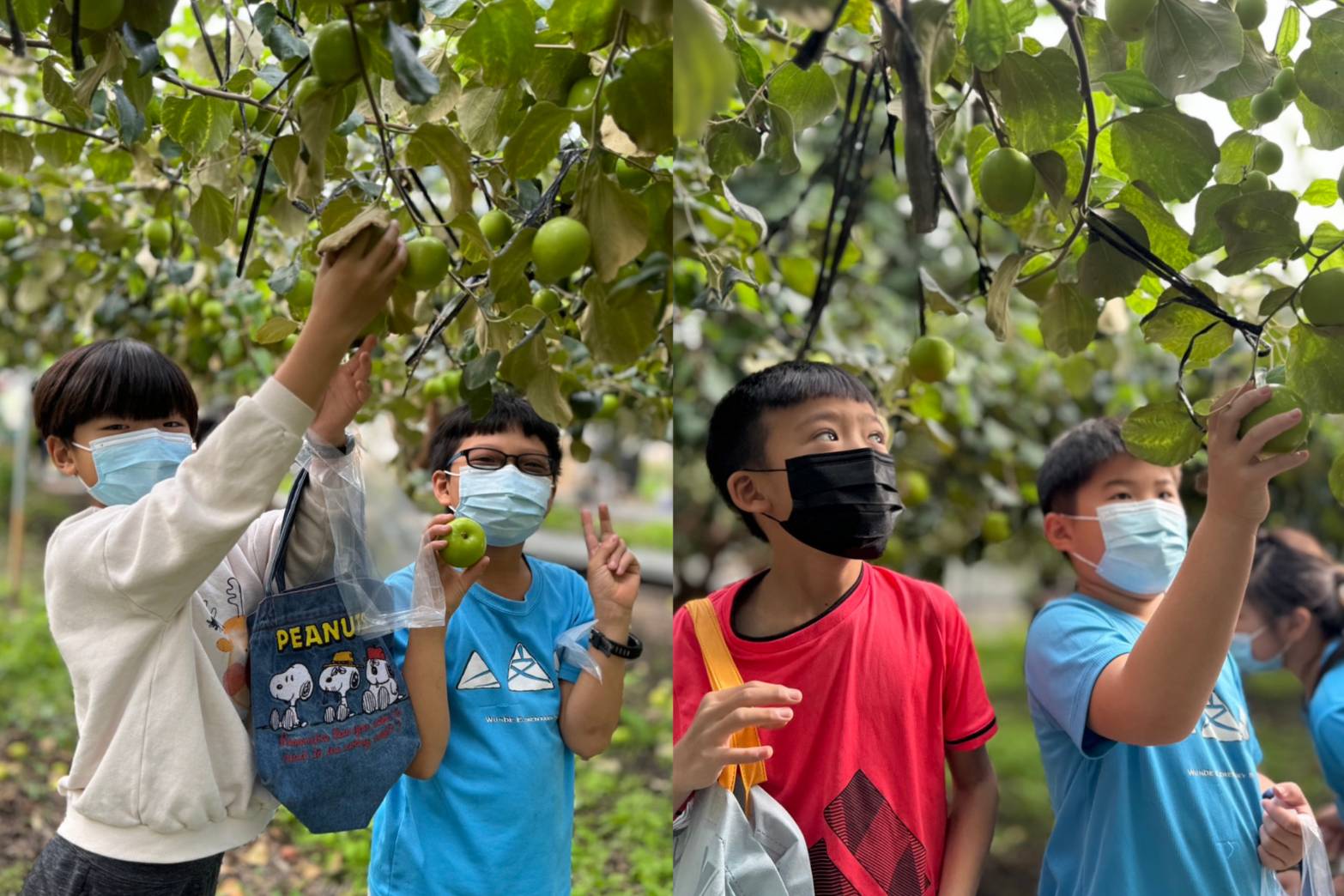 ▲八卦山上的特色小學文德國小結業式的這一天，結合芬園鄉農會食農教育體驗的活動，帶領全校師生一起到在地的60度幸福農場來採雪蜜棗。（記者張溎壕攝）