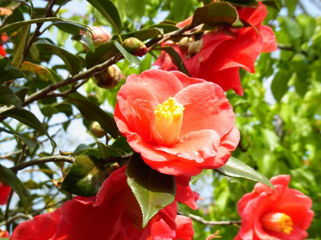 大島的山茶花美麗綻放,從山茶花籽所萃取的精油「大島椿油」,有助於護膚護髮而聞名全日本。(©TCVB)