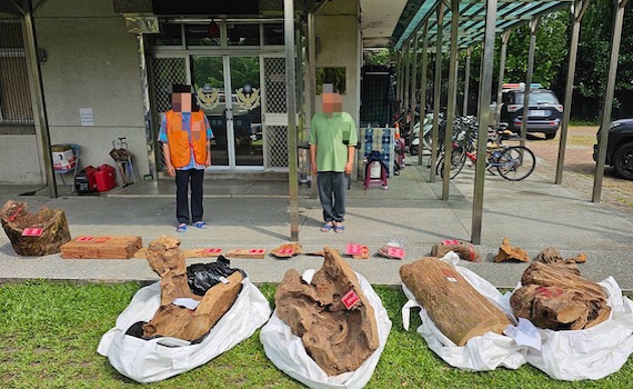 受僱整除雜草却藉機盜伐珍貴林木 6人集團遭一網擒