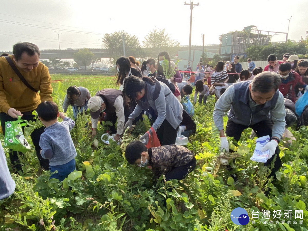 大批民眾分享採摘蘿蔔之樂。(草屯鎮公所提供)