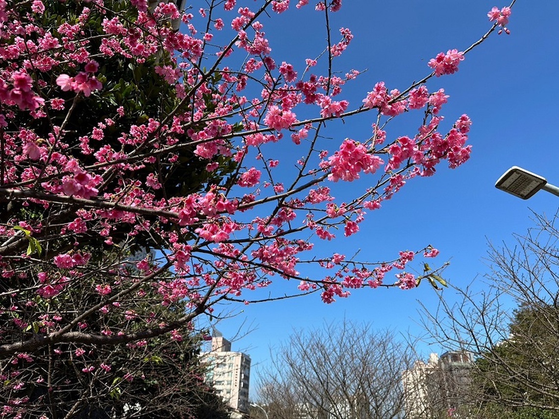 汐科火車站旁  城市中的水岸賞櫻步道-康誥坑溪櫻花大道