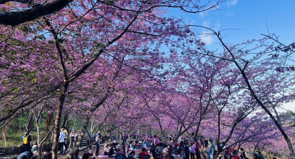 桃粉色遍佈滿山!美不勝收! 寶山櫻花吸引上千遊客賭風采