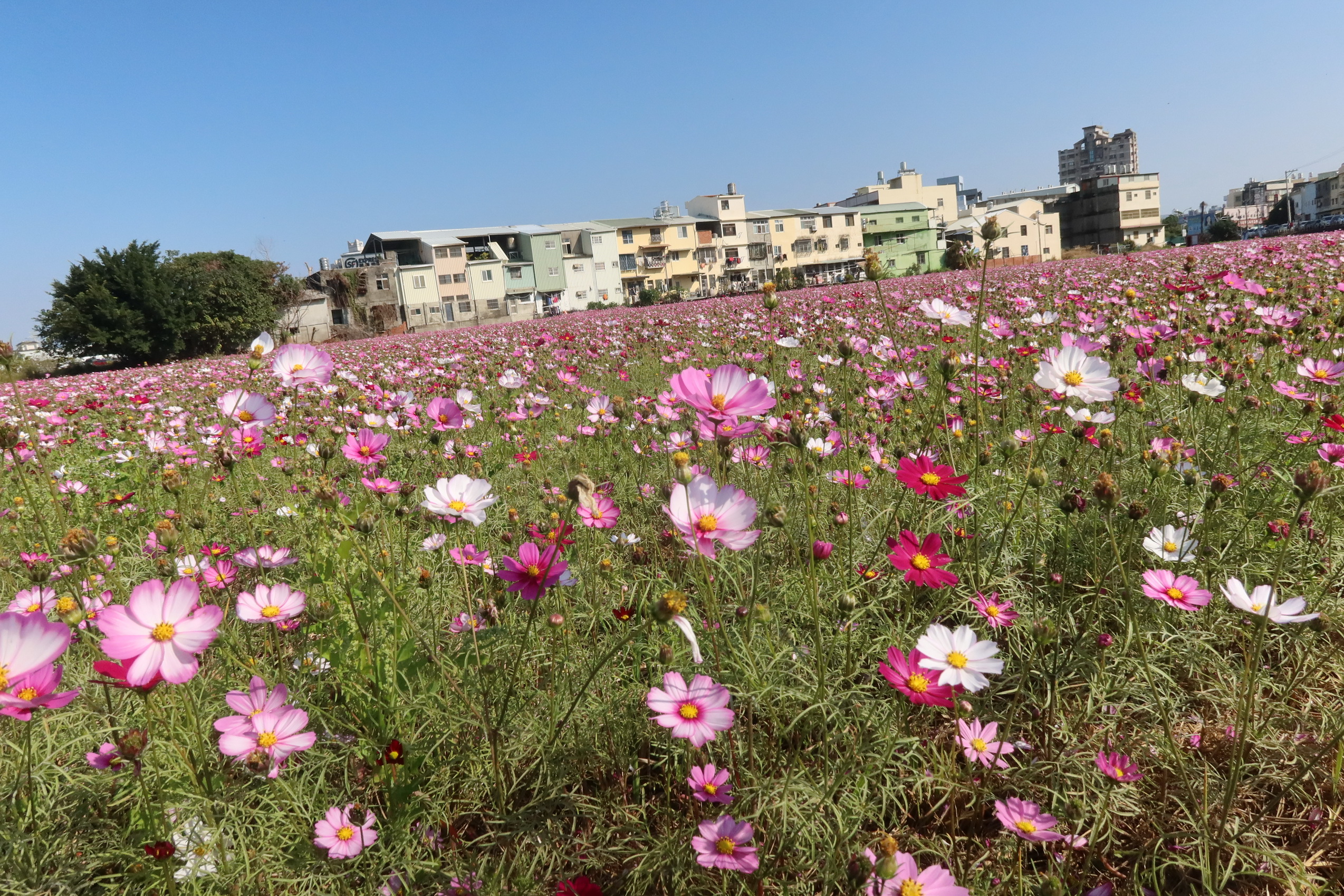 ▲為提供民眾春遊賞花的好去處，彰化市公所結合在地農友，齊心種植多色波斯菊、向日葵，打造8公頃多的遼闊花海，歡迎全省各地的民眾前來感受花開正好的浪漫氛圍。（記者張溎壕攝）