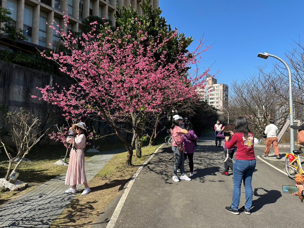康誥坑溪櫻花大道適合民眾前來拍照打卡。(圖/新北市政府提供)