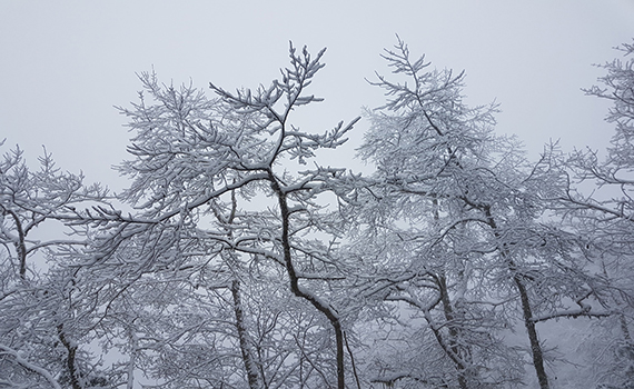 追雪族注意!迎接太平山雪景你準備好了嗎?