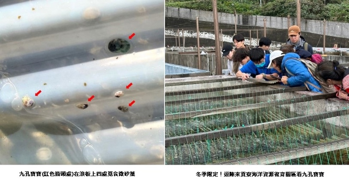 寒假限定!貢寮海洋資源復育園區看九孔寶寶!