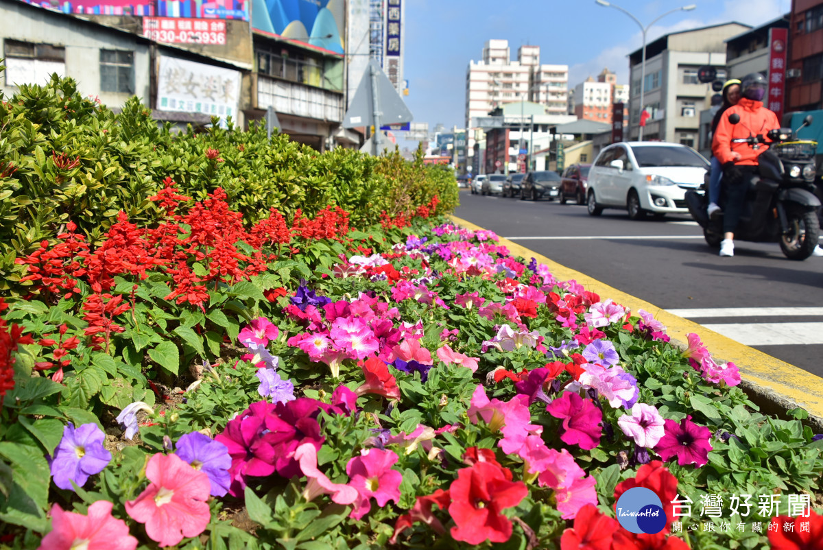 進化北路與北屯路口分隔島花卉