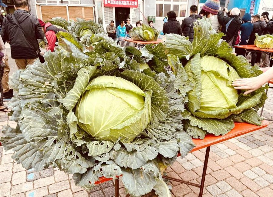 澎湖高麗菜王比賽熱鬧登場 35組報名參賽