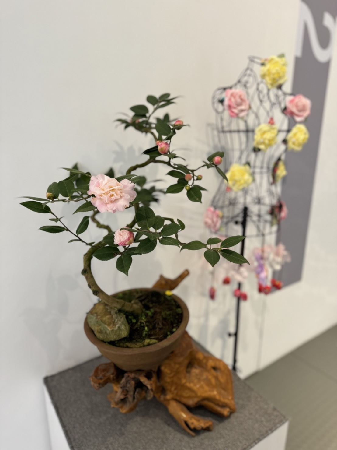 2024新竹縣茶花季-茶花藝術特展訂1/23(週二)至1/28(週日) 假文化局美術館戶外庭園及室內走廊登場。(圖/農業處提供)