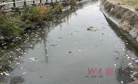 大埤豐田大排惡水浮現死魚 消毒除臭淨化環境也將究查