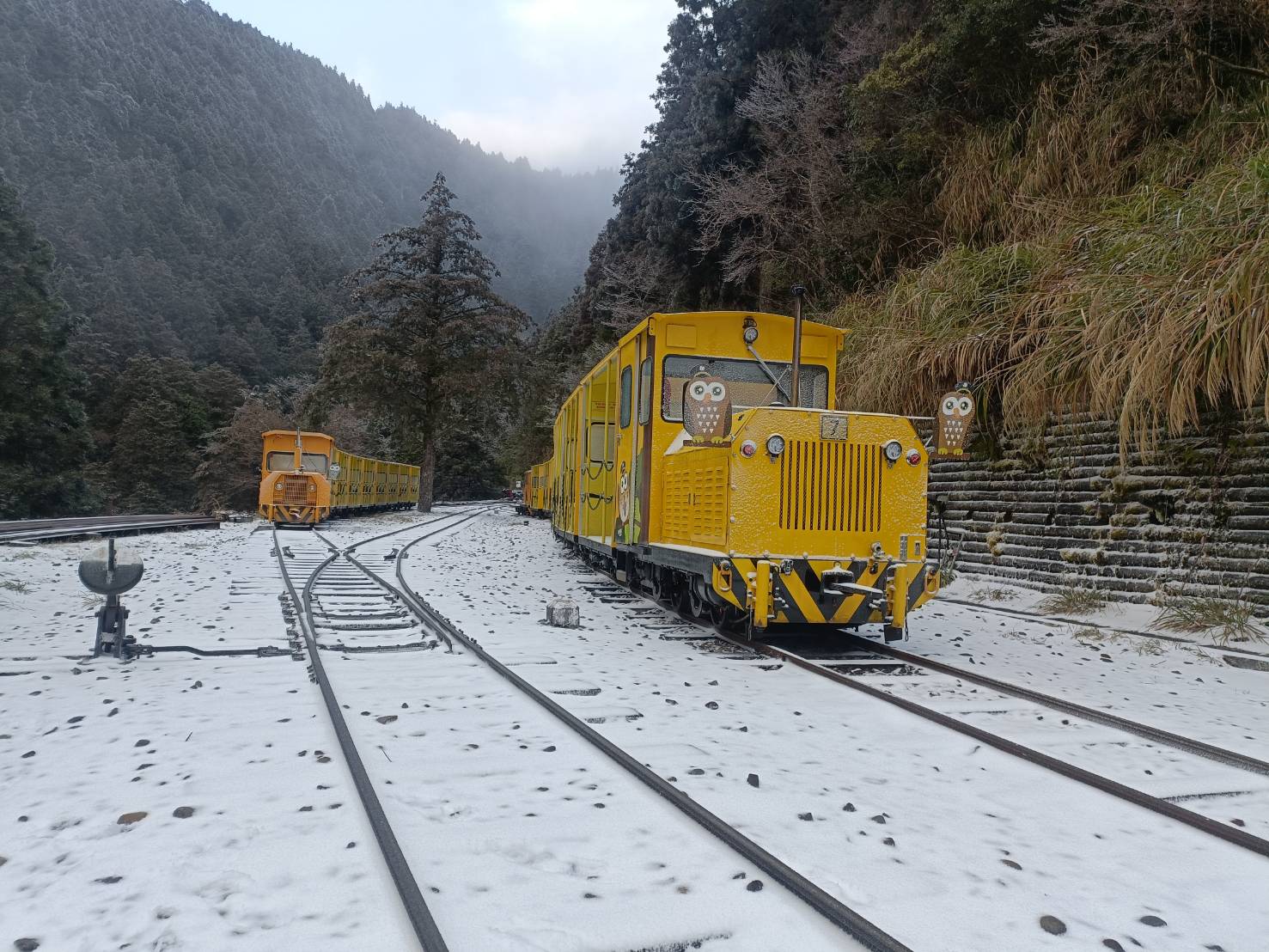 宜蘭太平山首波低溫　迎來雪白山林美景