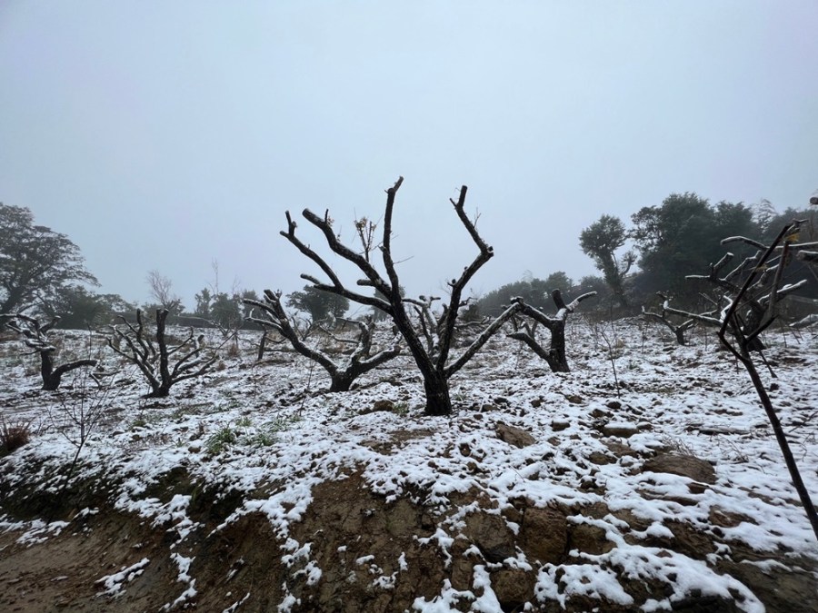 新北熊空地區農場飄雪 賞雪維安警啟動交管 239 cnews204240123a01