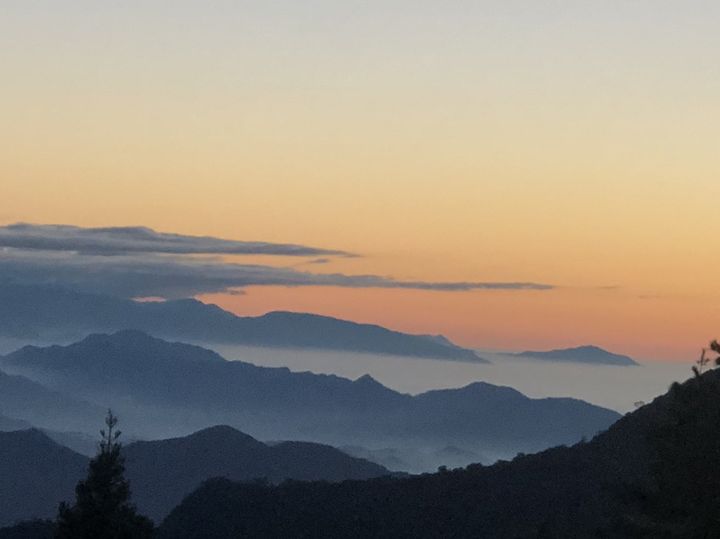 大雪山櫻花搶先綻放 浪漫氛圍迎新春