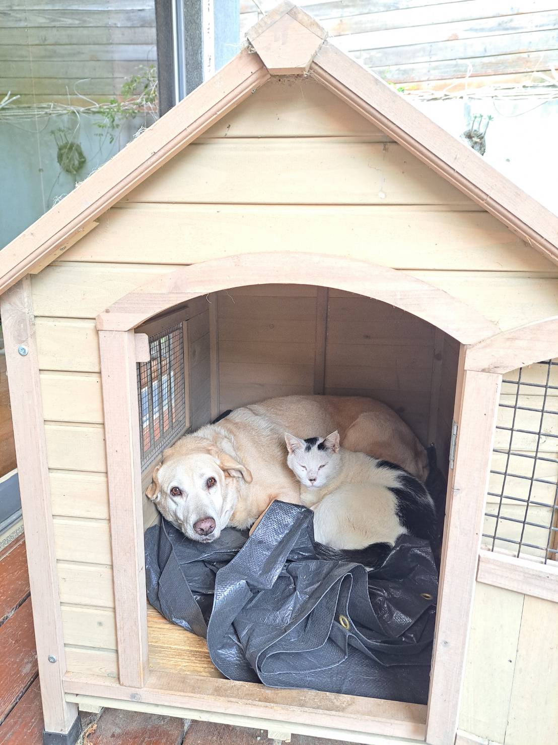 新竹縣犬貓絕育補助開跑 預計補助400隻