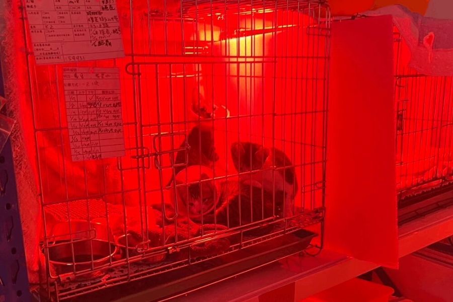 寒流毛寶貝恐失溫 新北動物之家開啟保溫燈暖爐助禦寒 211 照片來源:新北市政府動物保護防疫處