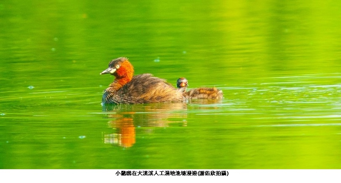 一探會飛的「潛水艇」 小鸊鷉現大漢溪人工濕地