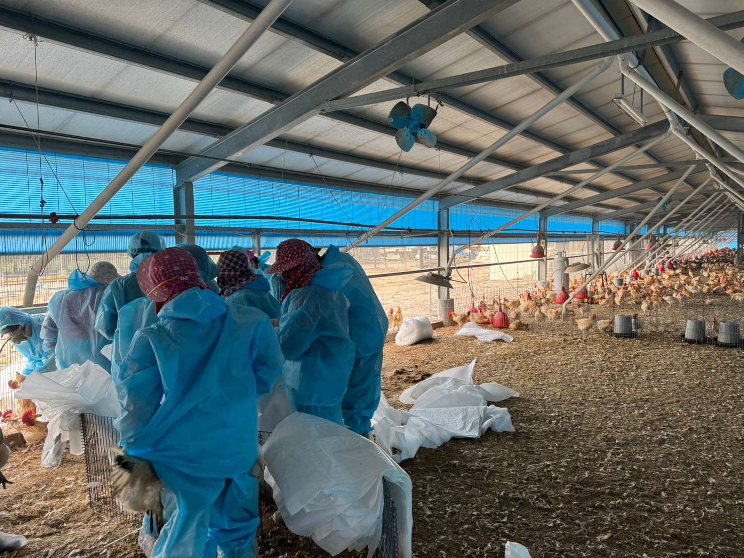雲林縣2養禽場爆發H5N1禽流感　緊急撲殺肉鴨及土雞共5740隻