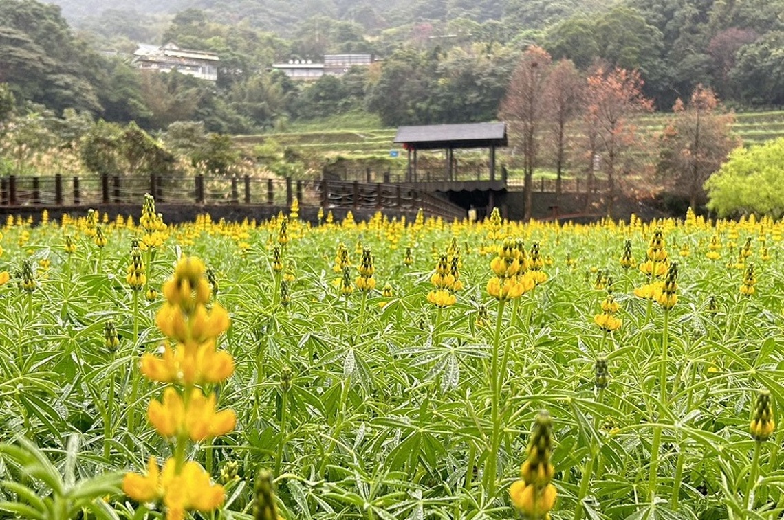 迎接早春 魯冰花繽紛綻放