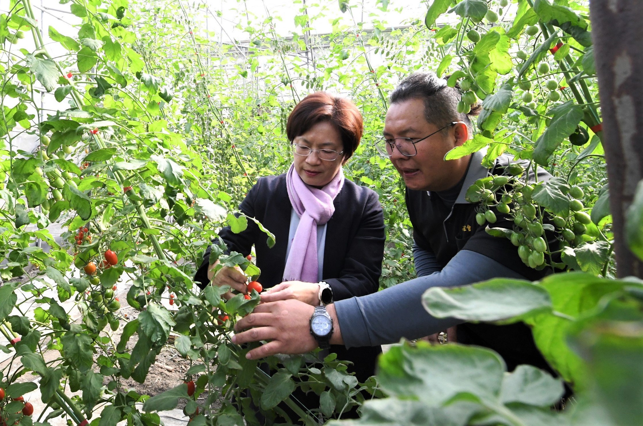 ▲彰化縣政府辦理冠軍小果番茄開園行銷會，花壇鄉青農今年在2023年全國健康優質設施小果番茄競賽中，更囊括冠軍、季軍、佳作，，彰化縣長王惠美頒獎恭賀。（記者張溎壕攝）