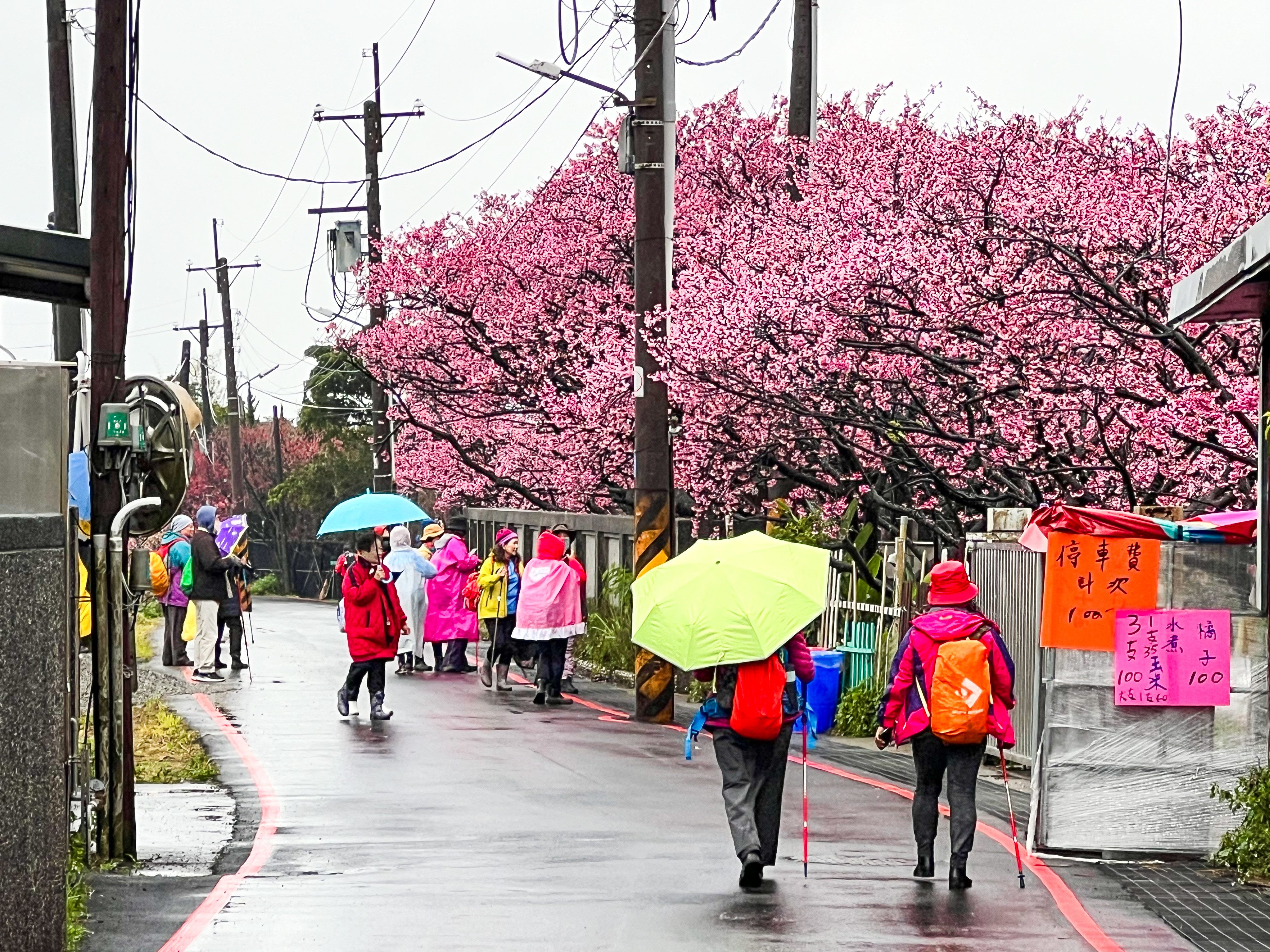 士林平菁街櫻花巷繽紛綻放　都市中的花仙境