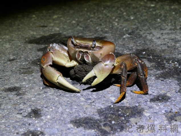 ▲凶狠圓軸蟹。（圖／工務局提供）