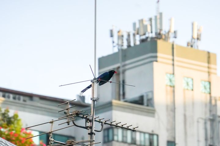 臭水溝變身生態綠廊 新北瓦磘溝成了陸蟹、青蛙、水鳥天堂