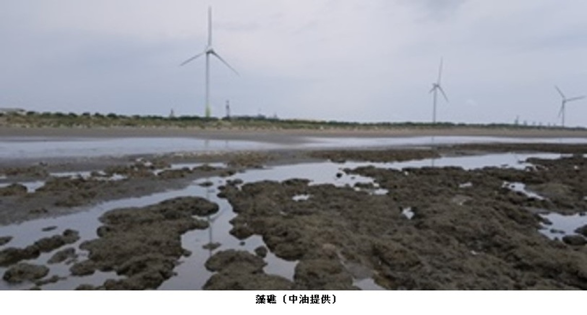 中油:三接海域於工程前就存在漂沙現象 柴山多杯孔珊瑚面積也未有縮小趨勢
