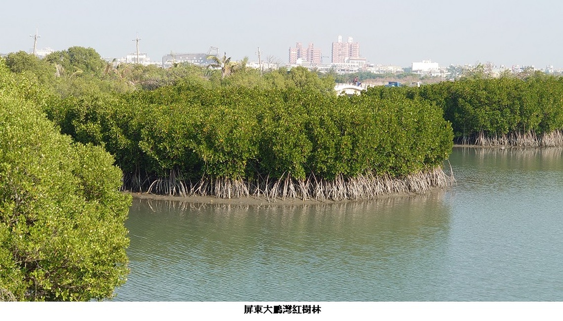 購買藍碳碳權，企業高度意願   海委會已完成「藍碳方法學」