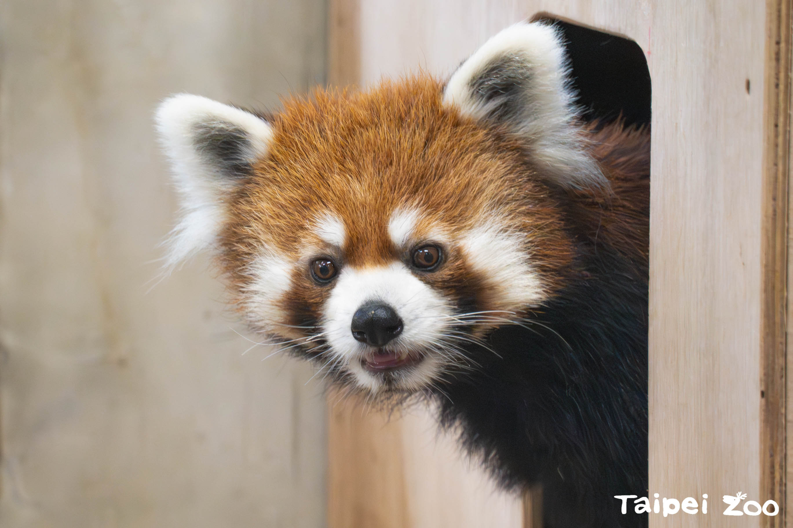小貓熊「未來」健檢完成　新血緣加入臺北動物園大家庭