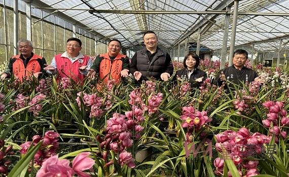 南投縣魚池鄉虎頭蘭賀新年 家中擺盆虎頭蘭 福氣旺旺來!!!