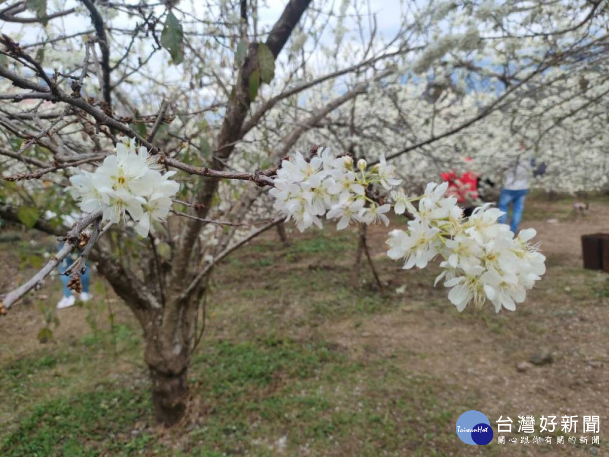 南投縣信義鄉賞花季在梅花之後緊接著李花已經進入盛開期。（圖/信義鄉農會）