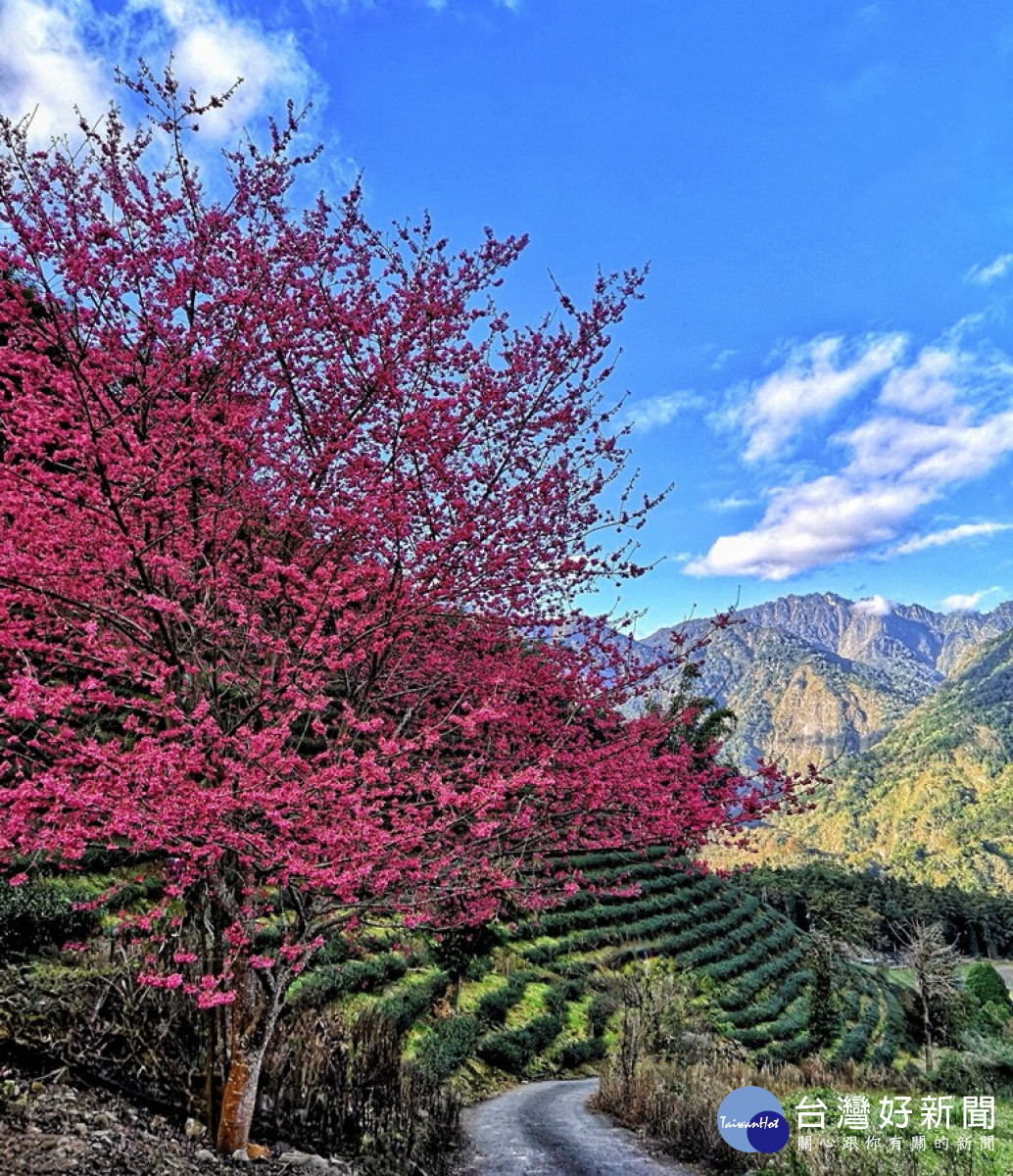 信義鄉草坪頭櫻花已經開始陸續綻放，預估花期到3月初。（圖/信義鄉農會）<br /><br /> 
