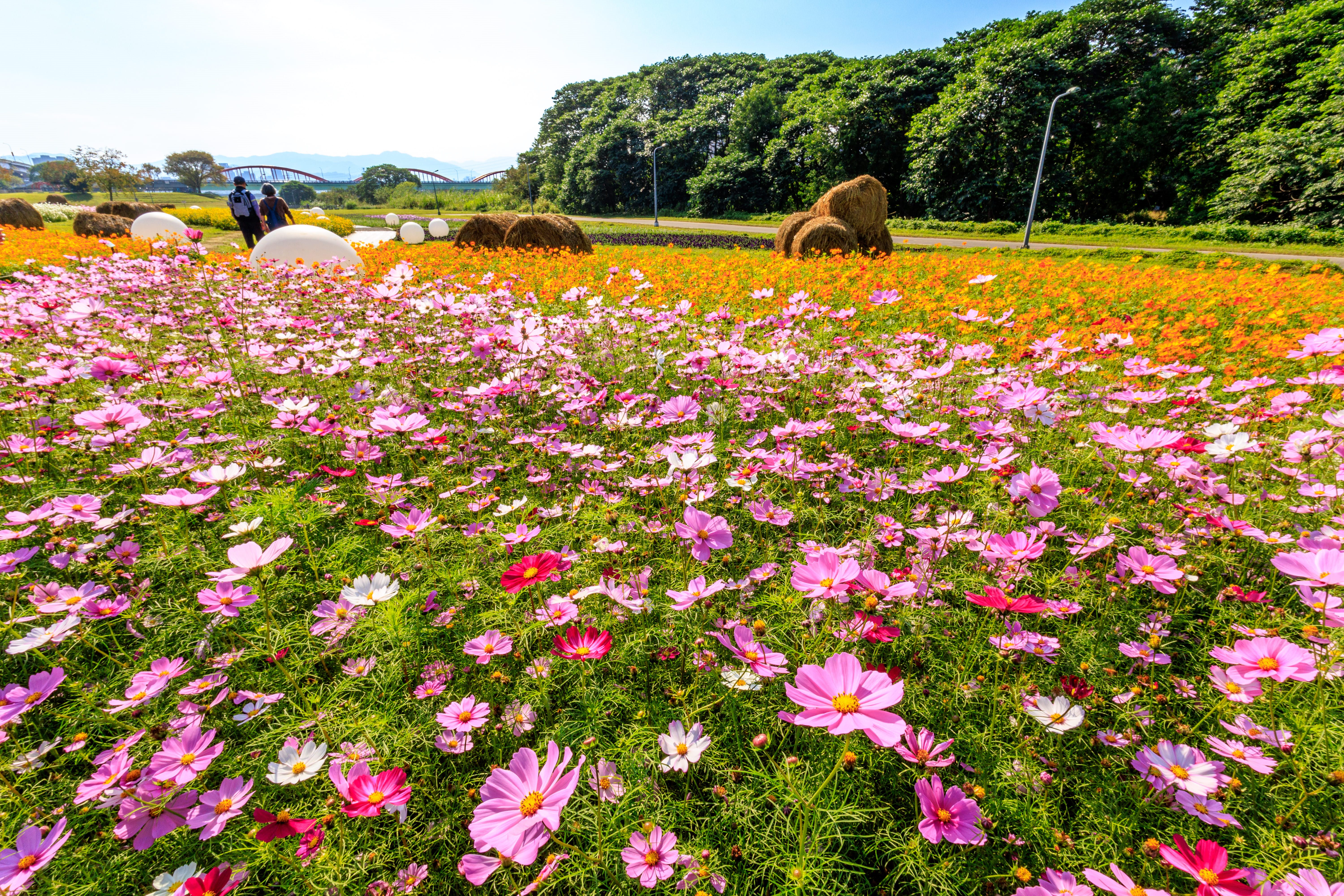 春遊賞花郊遊趣　台北捷運沿線景點攻略