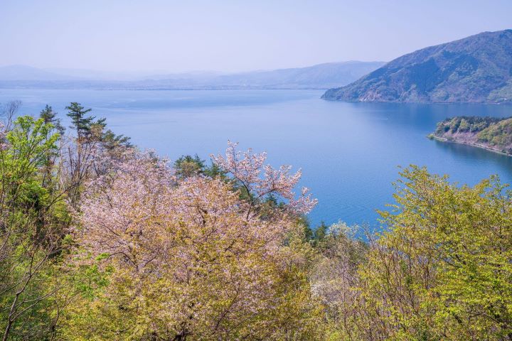 京都出發！彥根城等滋賀賞櫻秘境推薦