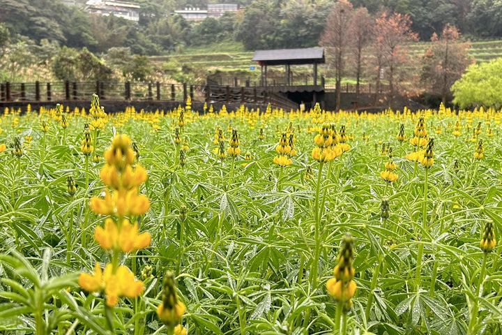 樟樹步道-魯冰花。 圖:臺北市政府工務局大地工程處/提供