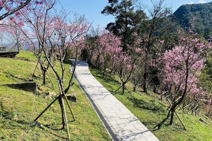 貓空迎早春 樟樹步道魯冰花繽紛綻放