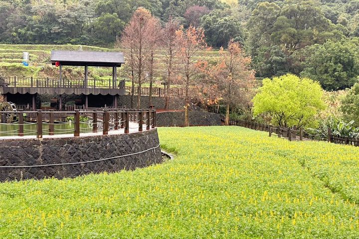 貓空迎早春 樟樹步道魯冰花繽紛綻放