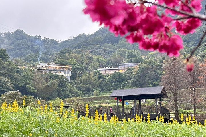 貓空迎早春 樟樹步道魯冰花繽紛綻放