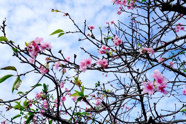 河津櫻悄悄綻放於樹梢。 圖:新北市政府高灘地工程管理處/提供