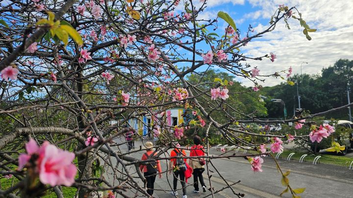 河津櫻也太美!新店陽光運動公園 春櫻粉嫩綻放
