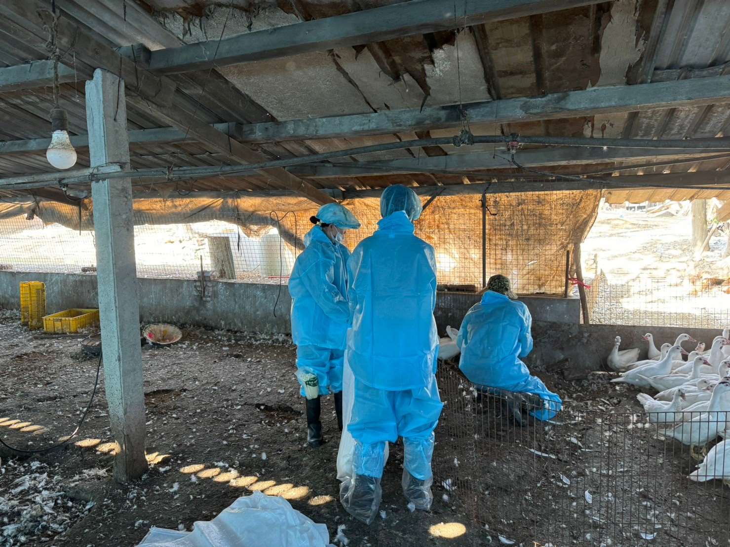 雲林禽流感疫情連發 防疫所:禽農應做好生安管理