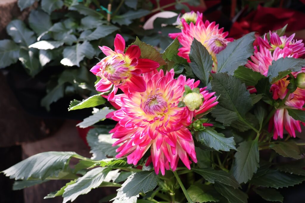 科博館植物園應景推出「富貴長壽—新春花展」。（圖/科博館提供）