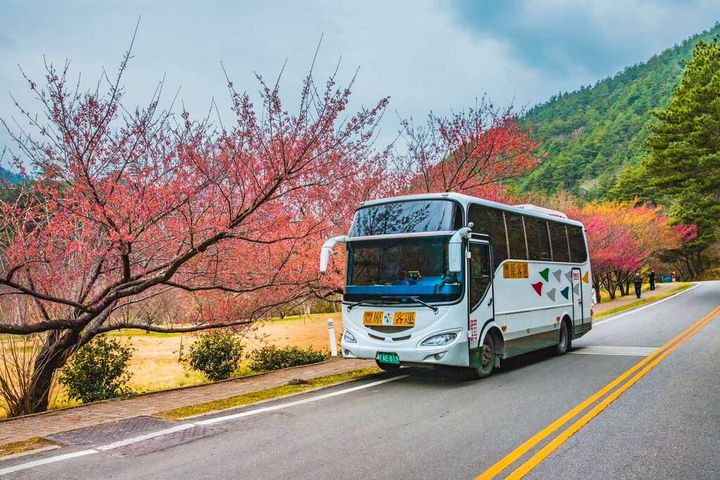 2024武陵櫻花季將於2/8~2/29登場,遊客可多利用大眾運輸前往賞櫻。 圖:台中市政府交通局/提供